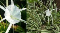 3หัว/ออเดอร์ Hymenocallis littoralos Salosb cv.variegata ว่านรางทองเป็นไม้หัวที่เป็นว่านมงคลชนิดหนึ่ง