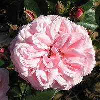 10 เมล็ดพันธุ์ Modern Shrub Rose Seeds พันธุ์นอก ดอกใหญ่ ไม้ยืนต้น สายพันธุ์ Octavia Hill ออกดอกสีชมพู