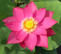 5 เมล็ดพันธุ์ บัว สายพันธุ์ EAST LAKE PINK LOTUS สีชมพูแดง เพาะปลูกและเก็บเมล็ดในไทย ขยายพันธุ์ในไทยได้ สายพันธุ์นิยมปลูกที่สุดในโลก