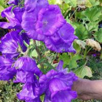 เมล็ดพันธุ์ ดอกระฆัง campanula calycanthema 1000 เมล็ด เมล็ดพันธุ์นำเข้าจาก อังกฤษ