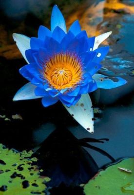 5 เมล็ด เมล็ดบัว ดอกสีฟ้า ดอกเล็ก พันธุ์แคระ จิ๋ว ของแท้ 100% เมล็ดพันธุ์บัวดอกบัว ปลูกบัว เม็ดบัว สวนบัว บัวอ่าง Lotus seed.