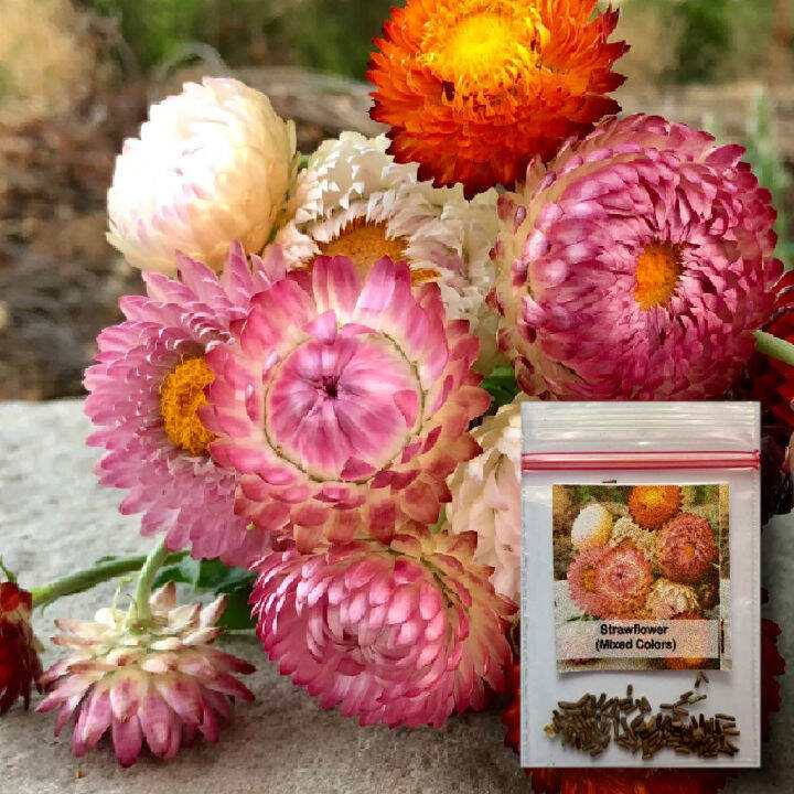 Strawflower 50 Seeds Xerochrysum bracteatum Dwarf Mixed Colors Flower