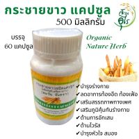 กระชายขาวแคปซูล 500 มิลลิกรัม แท้ 100% บรรจุ 60 แคปซูล ชุด 3กระปุก คุณภาพ สมุนไพร บำรุงร่างกาย สุขภาพ Nature Herb กระชาย แคปซูล กระชายขาว Boesenbergia