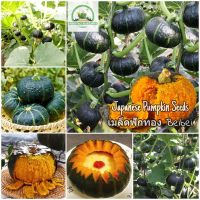 เมล็ดพันธุ์ ฟักทอง Beibei Japanese Pumpkin Seeds Mini Chestnut Squash เมล็ดพันธุ์ผัก ผักออแกนิค พันธุ์ผัก ต้นไม้แคระ ต้นบอนไซ ผักสวนครัว เมล็ดพันธุ์พืช เมล็ดพันธุ์แท้ 100% ปลูกง่าย ปลูกได้ทั่วไทย (แต่ละแพ็คมี 10 เมล็ด - Seeds for planting)