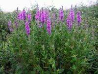 เมล็ดพันธุ์ เพอเพิ่ล ลูสสไตร้ฟ Lythrum salicaria purple loosestrife 1000 เมล็ด เมล็ดพันธุ์นำเข้าจาก อังกฤษ.