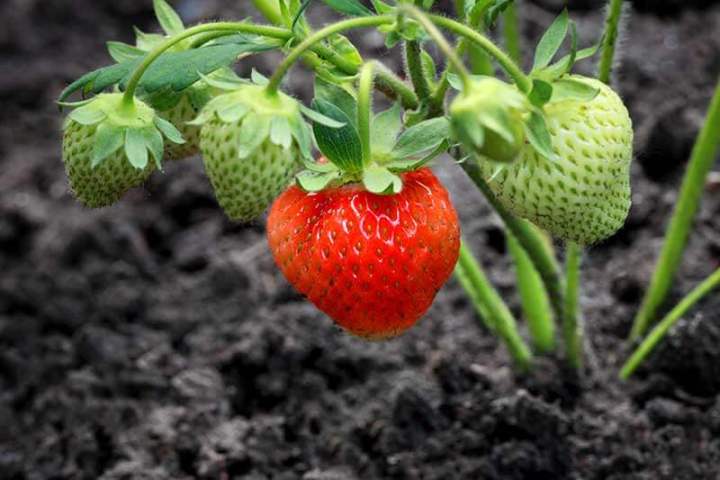 เมล็ดพันธุ์-strawberry-สายพันธุ์-turfs-50-เมล็ด-เมล็ดพันธุ์นำเข้าจาก-ยุโรป