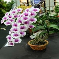 30 เมล็ดพันธุ์ เมล็ดกล้วยไม้ ฟาแลนนอปซิส (Phalaenopsis Orchids) Orchid flower seeds อัตราการงอก 80-85%