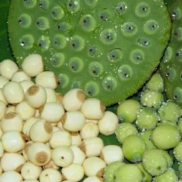 Hương thơm của hạt sen tươi Huế có đặc trưng gì?
