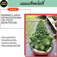 กระบองเพชร แมมบล็อคโคลี่ Mammillaria Spinosissima Un Pico Montrose แคคตัส ส่งพร้อมกระถาง