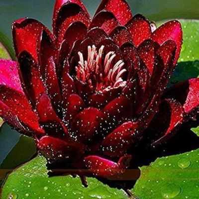 เมล็ดบัว 5 เมล็ด ดอกสีแดง เข้ม ดอกใหญ่ ของแท้ 100% เมล็ดพันธุ์บัวดอกบัว ปลูกบัว เม็ดบัว สวนบัว บัวอ่าง Lotus seeds.