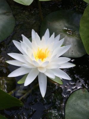 100 เมล็ด เมล็ดบัว สีขาว นำเข้า บัวนอก สายพันธุ์ของแท้ 100% เมล็ดบัว ดอกบัว ปลูกบัว เม็ดบัว ปลูกในโหลแก้วได้ อัตรางอก 85-90%Lotus Waterlily Nymphaea Seed