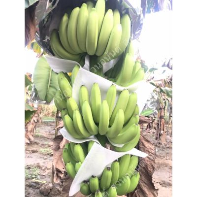HOT** หน่อกล้วยหอมคาเวนดิช พร้อมปลูก กล้วยหอมเพื่อสุขภาพ‼️ ลำต้นสวย ดูแลง่าย ให้ผลผลิตสูง ส่งด่วน พรรณ ไม้ น้ำ พรรณ ไม้ ทุก ชนิด พรรณ ไม้ น้ำ สวยงาม พรรณ ไม้ มงคล