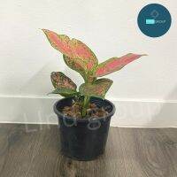 HOT** ต้นอัญมณี สีชมพู / สีขาวหรืออโกลนีมา (Aglaonema)ขนาดความสูงต้น 15- 30 ซม. พร้อมกระถางพลาสติกสีดำ 4 นิ้ว/กระถางขาว 6 นิ้ว ส่งด่วน พรรณ ไม้ น้ำ พรรณ ไม้ ทุก ชนิด พรรณ ไม้ น้ำ สวยงาม พรรณ ไม้ มงคล