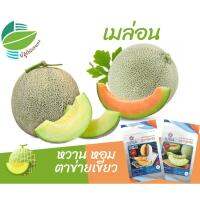 ( Pro+++ )++ เมล็ดพันธุ์ เมล่อน มาชิตะ นำเข้าจากเกาหลีใต้ 15 เมล็ด #melon #แคนตาลูป #Cantaloupe  #เมลอน ราคาดี ต้นไม้ ฟอก อากาศ กระถาง ต้นไม้ ไม้ ประดับ ต้นไม้ ปลูก ใน บ้าน