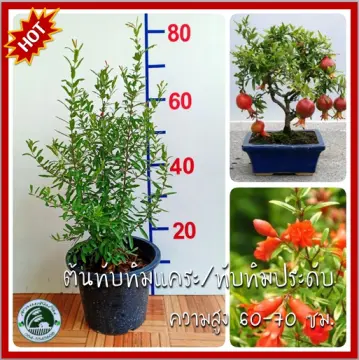 ต้นทับทิมอินเดียบังวา ราคาถูก ซื้อออนไลน์ที่ - ต.ค. 2023 | Lazada.Co.Th