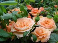 30 เมล็ด เมล็ดพันธุ์ กุหลาบ สีแชมเปญ Champagne Rose Seeds ดอกเล็ก ต้นไม้แคระ นำเข้าจากต่างประเทศ พร้อมคู่มือ เมล็ดสด ใหม่