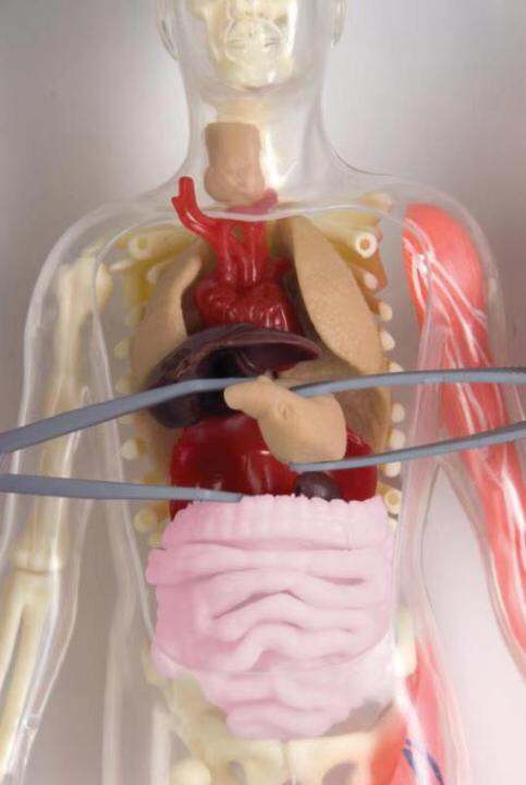 smartlab-model-toys-for-children-to-explore-the-human-anatomy-organs-need-brain-stem-bone-science-experiments