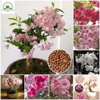 เมล็ดซากุระ Sakura Seeds Japanese Cherry Blossoms Flower Seeds ต้นดอกไม้สวยๆ เมล็ดดอกไม้ พันธุ์ดอกไม้ ต้นไม้ประดับ ต้นไม้ฟอกอากาศ บอนไซ ต้นไม้ เมล็ดพันธุ์ ดอกไม้จริง แต่งสวน เมล็ดพันธุ์แท้ 100% ปลูกง่าย ปลูกได้ทั่วไทย (บรรจุ 30 เมล็ด - Colors Mixing)