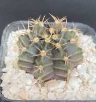 ยิมโนคาไลเซียม (MondMage Cactus)