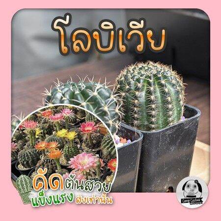 แคคตัส🌵ต้นโลบิเวียดอกทูโทน สวยๆ กราฟตอสามเหลี่ยม 