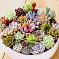 เมล็ดพันธ์ุ ไม้อวบน้ำ 100 เมล็ด succulents mix