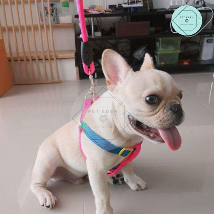 สายจูงสุนัข-สายจูงหมา-สายจูง-rainbow-สายจูงสัตว์เลี้ยง-leash-dog-leash-สายจูงหมาเล็ก-สายจูงหมากลาง