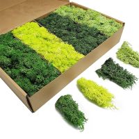 Plantas Verdes Artificiais Para Decoração De Casa Vida Eterna Grama De Musgo Flor Falsa Artesanato De DIY Sala De Estar Jardim Decoração De Paisagem 100g 200g