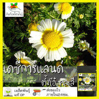 เมล็ดพันธุ์ เดซี่ การ์แลนด์ คละสี (ตังโอ๋) 200 เมล็ด Garland Daisy เมล็ดพันธุ์แท้100% นำจากต่างประเทศ ถูกดี ปลูกผัก