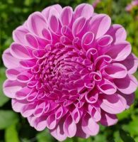 1 หัว/ออเดอร์ รักเร่ Dahlia rhizome สายพันธุ์ Shirley Yeomon หัวรักเร่ ดอกไม้ หัวหน่อ นำเข้า เหง้า เนเธอร์แลน หัวสดใหม่