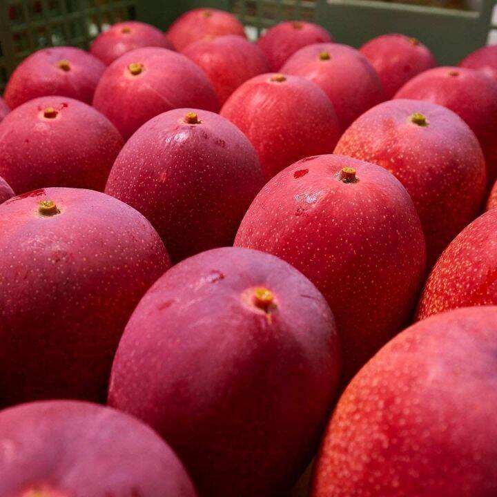 Native Earth Nursery Miyazaki Mango (Eggs of Sun) One Healthy Grafted