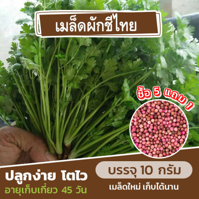 เมล็ดพันธุ์ผักชีไทย แบ่งขาย 10 กรัม ประมาณ 700 เมล็ด (ซื้อ 5 แถม 1)