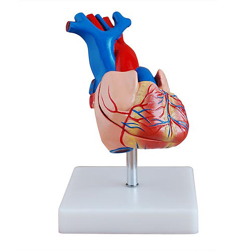 nkhc-anatomy-model-nk-307a-หุ่นจำลองหัวใจมนุษย์-ขนาดเท่าของจริง
