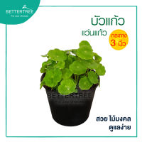 บัวแก้ว หรือ แว่นแก้ว กระถาง3นิ้ว  ต้นไม้ฟอกอากาศ ต้นไม้ในร่ม ต้นไม้แดด ต้นไม้ plant