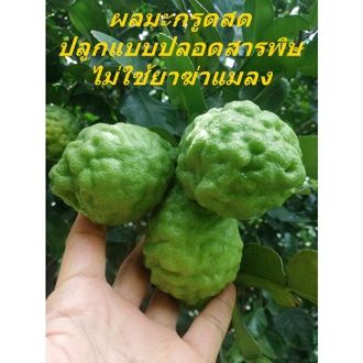 ผลมะกรูดสด-ขนาด-500กรัม-ราคา-15-บาท-มะกรูดสด-ลูกมะกรูด-มะกรูดปลอดสาร-ไม่ใช้สารเคมี-คละไซซ์