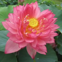 5 เมล็ดพันธุ์ บัว สายพันธุ์ SENIOR RED LOTUS สีชมพูแดง เพาะปลูกและเก็บเมล็ดในไทย ขยายพันธุ์ในไทยได้ สายพันธุ์นิยมปลูกในอเมริกา