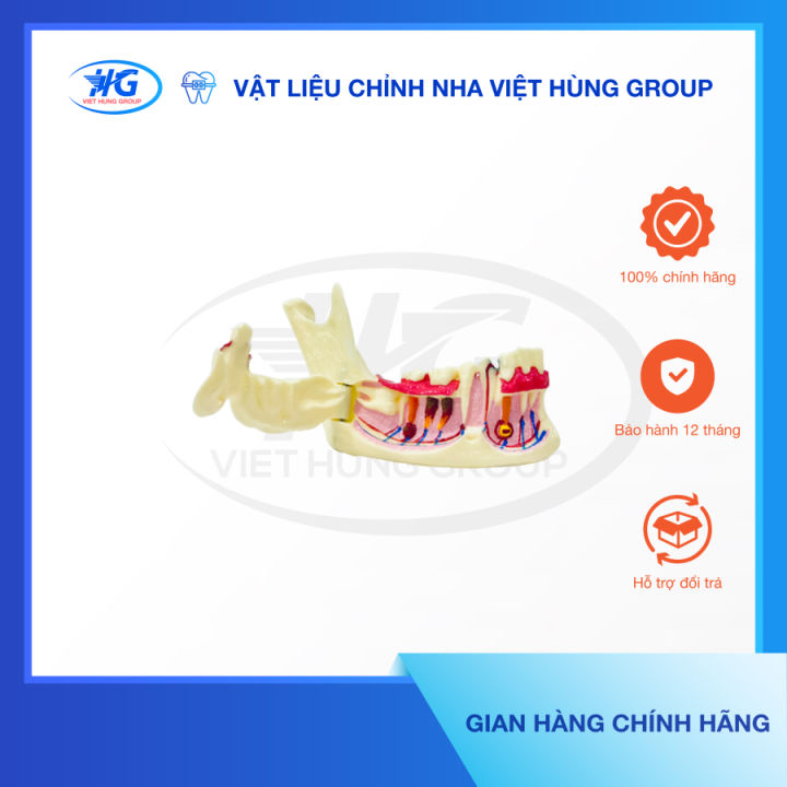 1 Bán Mô Hình Bộ Xương Người Tháo Rời  1020157  3B giá rẻ ở hcm