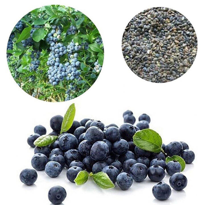 Philippines Ready Stock Blueberry Seeds (30SeedsPack) Organic Fruit