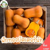 เมล็ดพันธุ์ ฟักทองบัตเตอร์นัท 25 เมล็ด Waltham Butternut Squash เมล็ดพันธุ์แท้ จากต่างประเทศ ปลูกง่าย ไม่กลายพันธุ์