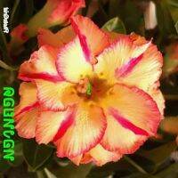 10 เมล็ด เมล็ดพันธุ์ ชวนชม สายพันธุ์ไต้หวัน ดอกสีส้ม Adenium Seeds กุหลาบทะเลทราย Desert Rose ราชินีบอนไซ อัตราเปอร์เซ็นต์การงอก 80-90% มีคู่มือปลูก