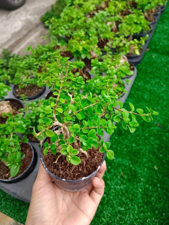 บอนไซจิ๋ว-bonsai-ในกระถาง-3-นิ้ว-ฟอร์มสวย-ต้นแข้งแรง-นิยมปลูกบนโต๊ะทำงาน-ห้องนั่งเล่น