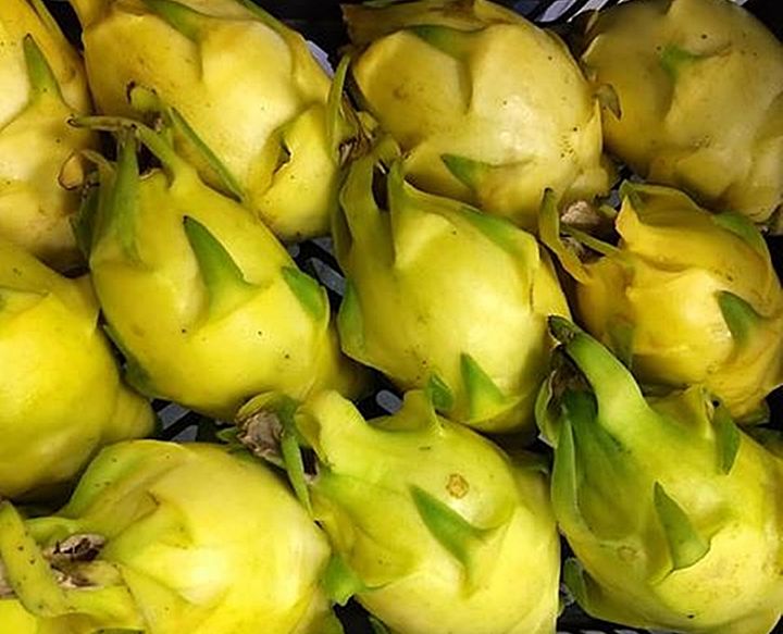 ขายส่ง-100-เมล็ด-เมล็ดแก้วมังกรเหลืองอิสราเอล-yellow-dragon-fruit-from-israel-แก้วมังกรสีเหลือง-แก้วมังกร-dragon-fruit-ผลไม้-หายาก-เกษตรยุคใหม่