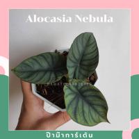 ( Pro+++ )++ อโลคาเซีย หนังช้าง เนบิวล่า Alocasia Nebula กระถาง 4 นิ้ว ราคาดี ต้นไม้ ฟอก อากาศ กระถาง ต้นไม้ ไม้ ประดับ ต้นไม้ ปลูก ใน บ้าน