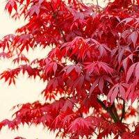 ขายถูก 120 เมล็ด เมล็ดเมเปิ้ลแดงญี่ปุ่น Japanese Red Maple ต้นเมเปิลญี่ปุ่น ต้นเมเปิล Maple เมล็ดมเปิล ใบไม้สีแดง ใบไม้เปลี่ยนสี บอนไซญี่ปุ่น