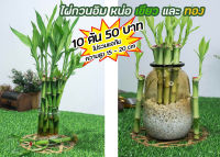 ไผ่กวนอิมแตกหน่อ  10 ต้น 50 บาท