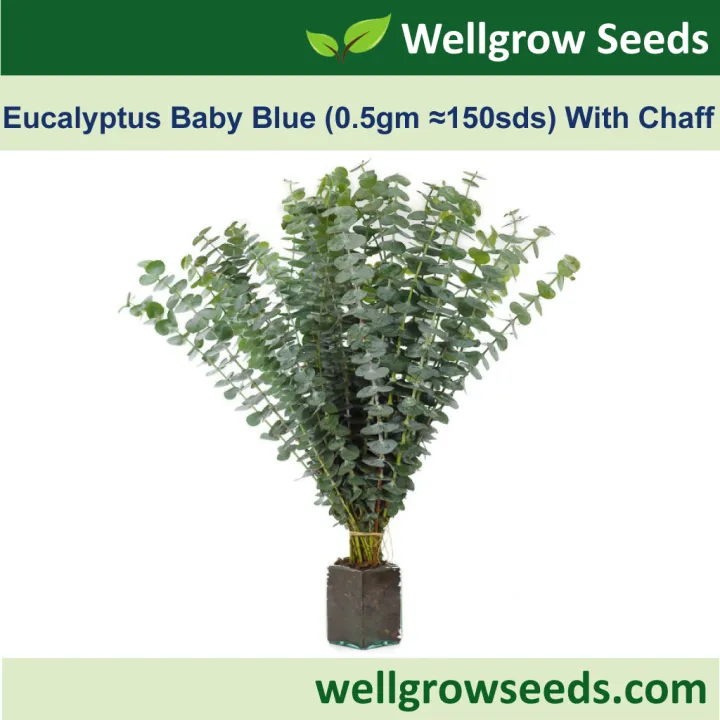 Eucalyptus Baby Blue (0.5gm, Approx 150 sds, With Chaff) (Perennials ...