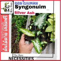 Nadthida Syngonium Silver Ash ออมซิลเวอร์เเอช ไม่ใช่ ออมเพรชดาวใต้ ออมใบเเหลม syngonuim Nadtida ต้นไม้ตายระหว่างขนส่ง เคลมฟรี