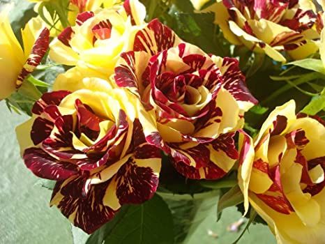 30-เมล็ด-เมล็ดพันธุ์-กุหลาบ-สตาร์แอนด์สไตร้พส์-tiger-striped-rose-seeds-สี-แดง-เหลือง-ดอกใหญ่-นำเข้าจากต่างประเทศ-พร้อมคู่มือ-เมล็ดสด-ใหม่