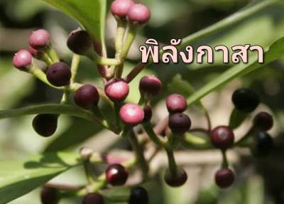 พิลังกาสา เมล็ดพันธุ์พิลังกาสา  Ardisia polycephala Wall Seeds บรรจุ 5 เมล็ด 10 บาท