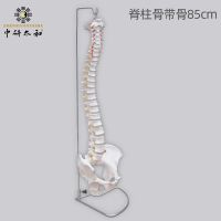 Human body skeleton model hand bone skull vertebrae biomechanics lumbar bone specimen models