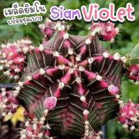 ชุดเพาะเมล็ด ? Siam Violet สยามไวโอเลต ? (Siam Violet ผสม LB2178) ?กระบองเพชร/แคคตัส ?